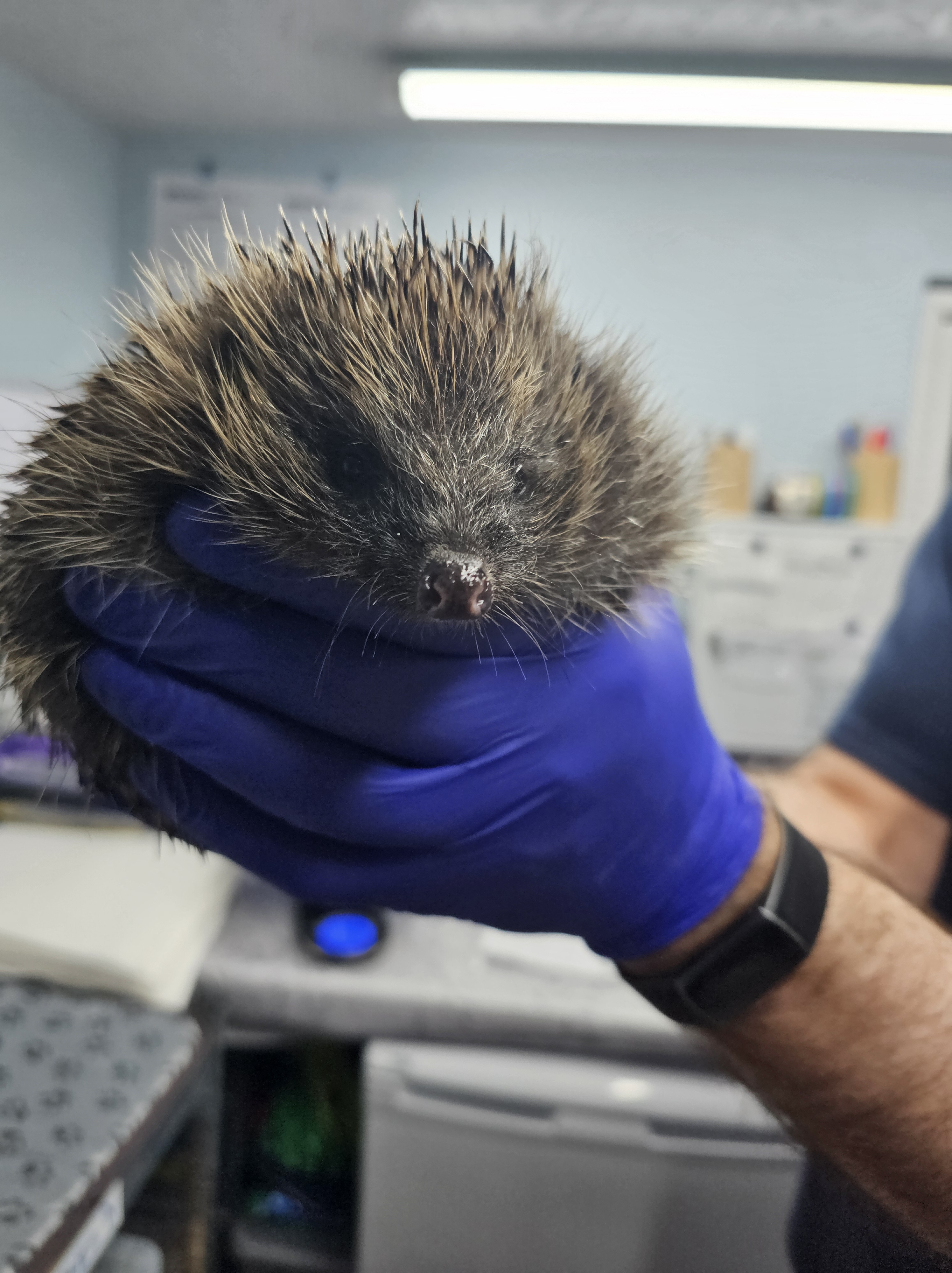 Spotlight on: Garforth Hedgehogs Rescue